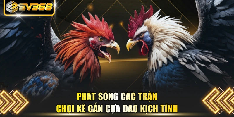 Phát sóng các trận chọi kê gắn cựa dao kịch tính