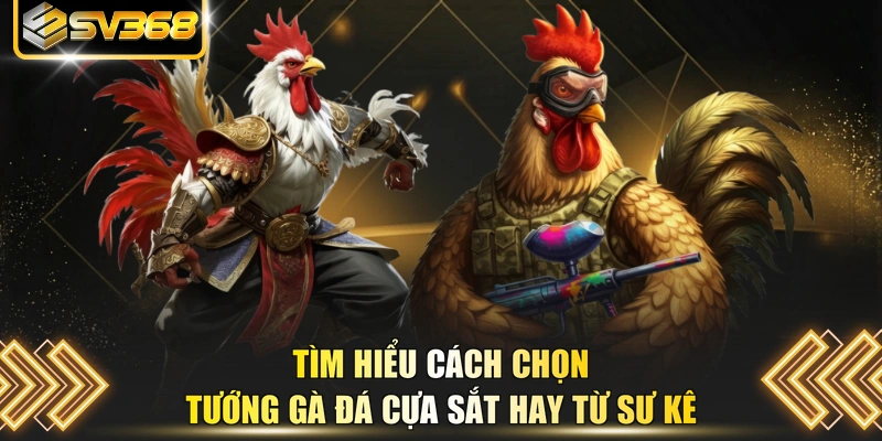 Tìm hiểu cách chọn tướng gà đá cựa sắt hay từ sư kê